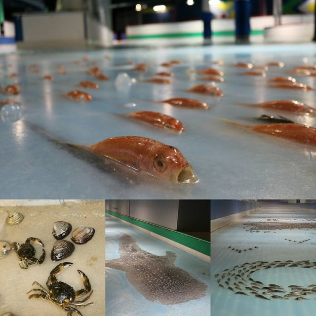 
5.000 con cá và sò biển bị chôn sống dưới sân băng.
