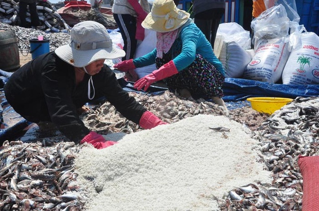 Cá được ướp muối để làm mắm theo phương pháp truyền thống (Ảnh: M.Toàn/baoquangngai.vn)