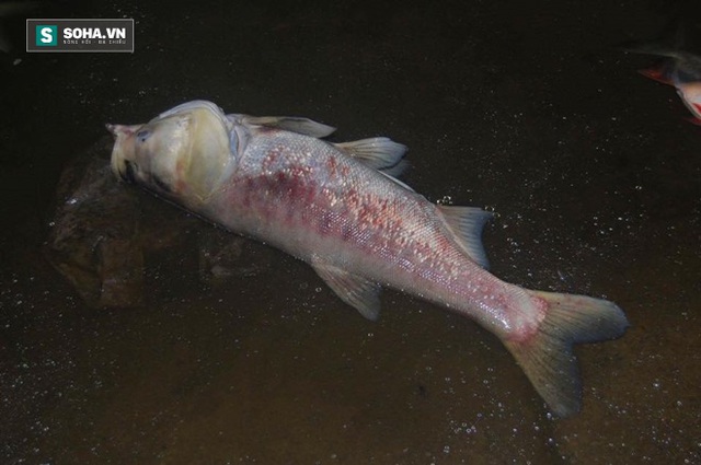 Hiện tượng cá chết bắt đầu xuất hiện vào 22h đêm qua (26/10) với nhiều chủng loại khác nhau.