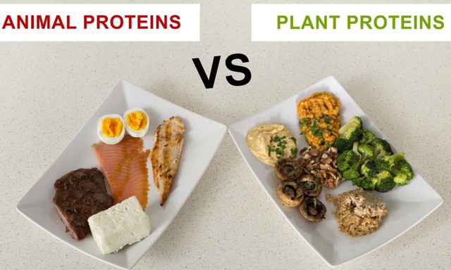 
Protein là hợp chất hữu cơ có chứa Nitơ, bao gồm các chuỗi dài axit amin tạo thành những phân tử lớn. Những hợp chất này vô cùng thiết yếu cho các hoạt động hằng ngày của mọi sinh vật sống dù lớn hay nhỏ trên Trái đất.
