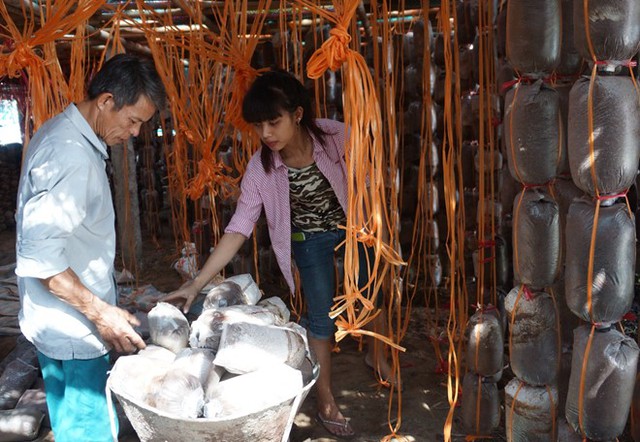 Ngoài làm giàu, ông Thạch còn tạo việc làm cho nhiều lao động ở địa phương. Ảnh: Nguyễn Dương.