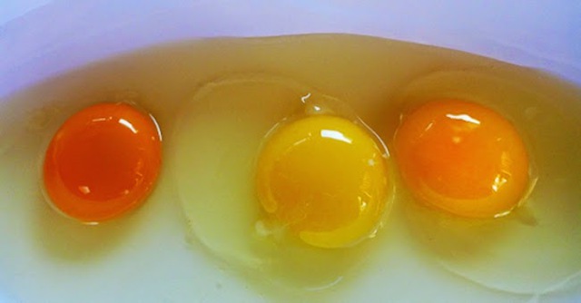 Màu sắc của lòng đỏ trứng - cam đậm - vàng - vàng cam sẽ tiết lộ nhà sản xuất của chúng ăn gì và có khỏe hay không?