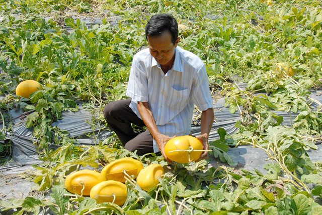 Mỗi năm, vườn dưa 600 m2 của ông Liêm cho thu hoạch khoảng 300 cặp dưa hấu thỏi vàng đạt chất lượng. Ảnh: Ngọc Trinh.