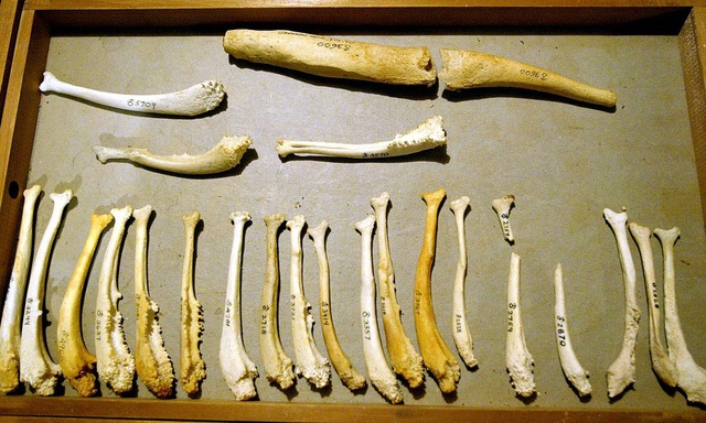 Các mẫu xương dương vật từ nhiều loài.