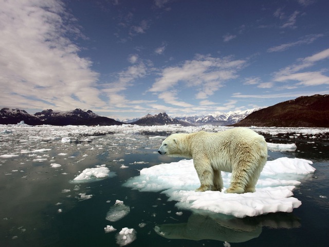 
Biến đổi khí hậu đang làm cho gấu Bắc Cực mất dần vùng băng vĩnh cửu và rất nhiều các loài vật khác đang lâm phải tình cảnh tương tự.
