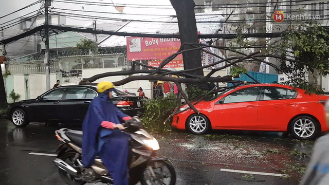 Một cây xanh khác ngã đổ đè 2 ô tô trên đường Trần Quốc Thảo. Ảnh: Minh Tuệ.
