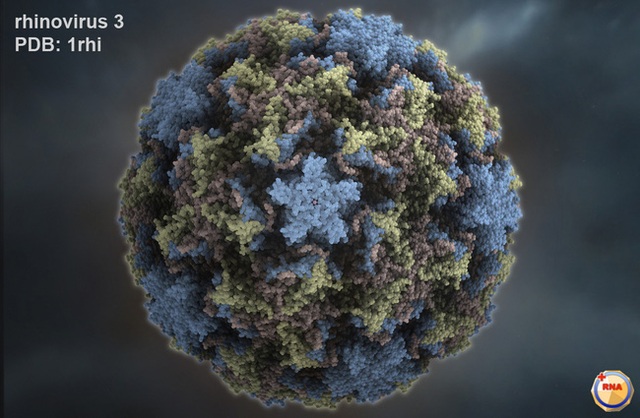 Có quá nhiều chủng loại rhinovirus, nên khó lòng đưa ra vắc xin hiệu quả