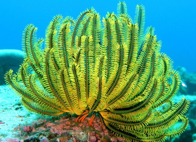 
Một trong 600 loài huệ biển
