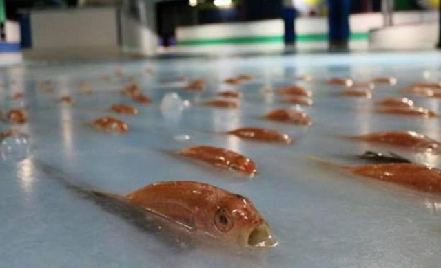 
Trong một bức ảnh được đăng tải trên trang Facebook của công ty, chúng ta có thể thấy hình ảnh những con cá trồi lên trên bề mặt băng, mắt và miệng mở rộng.
