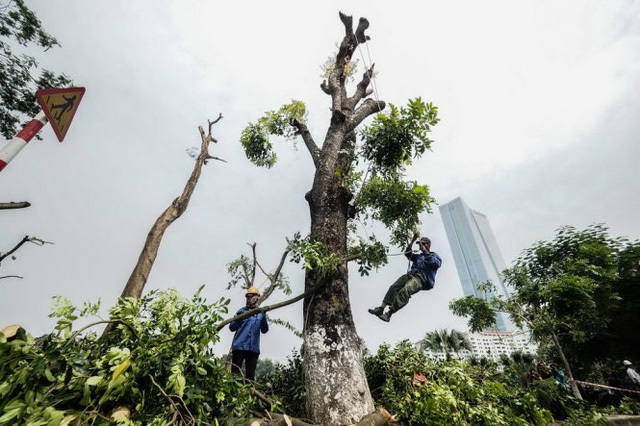 Một công nhân tuột xuống đất sau khi đã hoàn thành việc chặt hạ cành và ngọn của một cây xà cừ