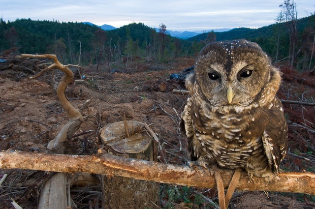
Các cánh rừng bị khai thác tận diệt đang làm mất đi môi trường sống của nhiều loài.
