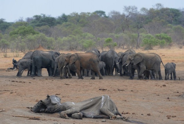 
Một con voi chết khô vì thiếu nước trong mùa hè tại vườn quốc gia Hwange, Zimbabwe.
