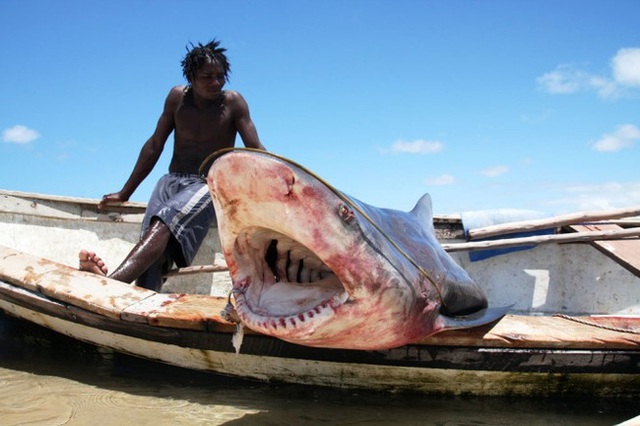 
Việc đánh bắt cá mập tận diệt tại Mozambique đã khiến số lượng loài này tụt giảm nghiêm trọng và ngày càng hiếm.
