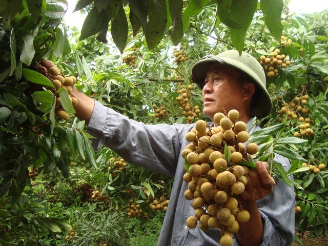 Ngoài những quả trên, người dân Lục Ngan giờ còn trồng thêm nhãn lồng thơm ngon nổi tiếng