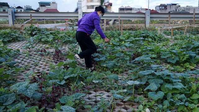 Vườn rau nhà cô Hạnh...