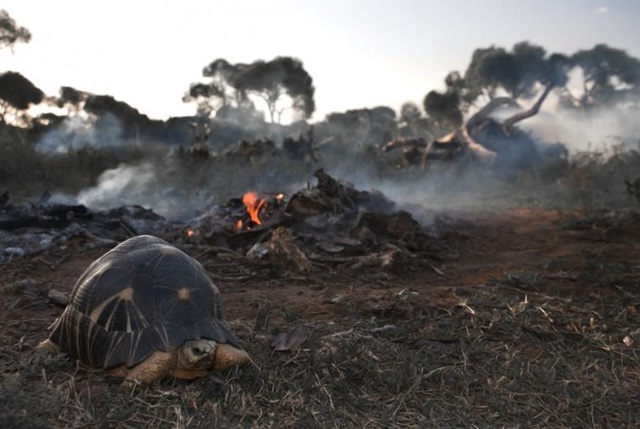
Những cánh rừng bị đốt làm đất canh tác tại Madagasca đang làm mất đi môi trường sống của loài rùa.
