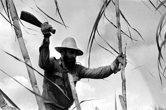 
Sau khi cách mạng thành công, ông Fidel Castro đã phải vượt qua nhiều khó khăn để xây dựng thành công chủ nghĩa xã hội. Trong ảnh: Ông tự tay cầm dao chặt mía trên một cánh đồng hồi năm 1970.

