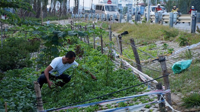 Người đàn ông này đang hái rau nấu mì tôm cho bữa sáng