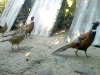 Khá nhờ nuôi hàng độc: Gà rừng, chim trĩ - làm chơi ăn thật Khá nhờ nuôi hàng độc: Gà rừng, chim trĩ - làm chơi ăn thật