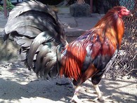 Gà chọi quốc tịch ngoại giá cao ở Sài Gòn Gà chọi quốc tịch ngoại giá cao ở Sài Gòn