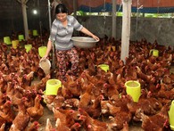 Vụ kiện gà Mỹ bán phá giá và “luật chơi” của TPP Vụ kiện gà Mỹ bán phá giá và “luật chơi” của TPP