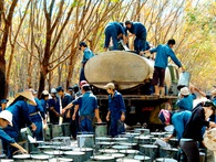 Nỗi buồn cao su: 2011 trai tráng, nay thì bủng beo Nỗi buồn cao su: 2011 trai tráng, nay thì bủng beo