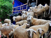 Chàng 'khùng' 8X mở trang trại nuôi cừu thu lãi trăm triệu Chàng 'khùng' 8X mở trang trại nuôi cừu thu lãi trăm triệu