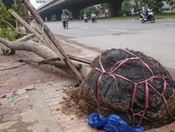Bêu tên 2 công ty trồng cây trong vụ cây bật gốc sau bão vẫn còn nguyên vỏ bọc Bêu tên 2 công ty trồng cây trong vụ cây bật gốc sau bão vẫn còn nguyên vỏ bọc