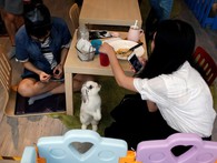 Quán cà phê thỏ ở Hong Kong Quán cà phê thỏ ở Hong Kong