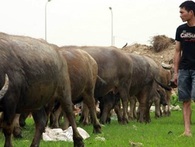 Kinh ngạc những nghề kiếm tiền tỷ khó tin ở Hà Nội, Sài Gòn Kinh ngạc những nghề kiếm tiền tỷ khó tin ở Hà Nội, Sài Gòn