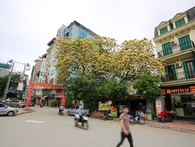 Chiêm ngưỡng cây hoa bún 300 tuổi, mọc duy nhất tại cổng ngôi làng cổ ven Hà Nội Chiêm ngưỡng cây hoa bún 300 tuổi, mọc duy nhất tại cổng ngôi làng cổ ven Hà Nội