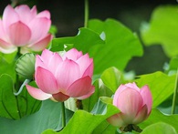 Dự án thép Cà Ná kỳ vọng hiệu quả đầu tư tài chính cao hơn hẳn cùng ngành, khả thi không? Dự án thép Cà Ná kỳ vọng hiệu quả đầu tư tài chính cao hơn hẳn cùng ngành, khả thi không?