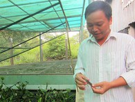 Chủ trang trại cà cuống ở Sài Gòn thu tiền triệu mỗi ngày Chủ trang trại cà cuống ở Sài Gòn thu tiền triệu mỗi ngày