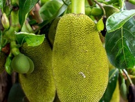 Việt Nam đang sở hữu một loại quả được mệnh danh là "cứu tinh của thế giới" Việt Nam đang sở hữu một loại quả được mệnh danh là "cứu tinh của thế giới"