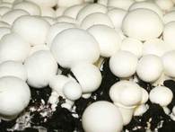 8 loại thực phẩm tự nó đã có độc bạn phải biết đường mà tránh xa 8 loại thực phẩm tự nó đã có độc bạn phải biết đường mà tránh xa