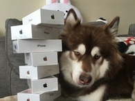 Thiếu gia giàu có nhất Trung Quốc mua hẳn 8 chiếc iPhone 7 và iPhone 7 Plus cho chó cưng Thiếu gia giàu có nhất Trung Quốc mua hẳn 8 chiếc iPhone 7 và iPhone 7 Plus cho chó cưng