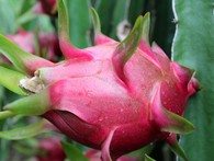 Bộ Công Thương khẳng định: Không có thanh long Bình Thuận giá 200-300 đồng/kg Bộ Công Thương khẳng định: Không có thanh long Bình Thuận giá 200-300 đồng/kg