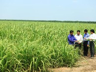 Đại gia Đặng Văn Thành 'gom' mía đường giải cứu bầu Đức Đại gia Đặng Văn Thành 'gom' mía đường giải cứu bầu Đức