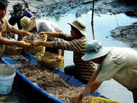 Gắn đinh vào đầu tôm xuất sang Nhật: "DN Việt không muốn mất uy tín đâu, nhưng không kiểm soát được" Gắn đinh vào đầu tôm xuất sang Nhật: "DN Việt không muốn mất uy tín đâu, nhưng không kiểm soát được"