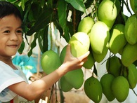 Sau 7 năm ròng rã, những quả xoài tươi đầu tiên của Việt Nam đã sang được Úc Sau 7 năm ròng rã, những quả xoài tươi đầu tiên của Việt Nam đã sang được Úc