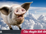 Không chỉ làm khổ người nông dân, con lợn còn khiến "đại gia" nông nghiệp Dabaco thua lỗ nặng nề Không chỉ làm khổ người nông dân, con lợn còn khiến "đại gia" nông nghiệp Dabaco thua lỗ nặng nề