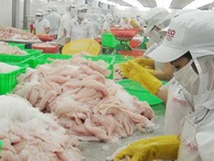 Cá tra Việt Nam bị ‘triệt đường’ vào Mỹ Cá tra Việt Nam bị ‘triệt đường’ vào Mỹ