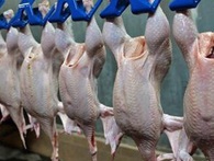 Lần đầu tiên thịt gà Việt Nam được xuất khẩu sang Nhật Bản Lần đầu tiên thịt gà Việt Nam được xuất khẩu sang Nhật Bản