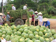 Big C hỗ trợ tiêu thụ 400 tấn dưa hấu cho nông dân Quảng Ngãi Big C hỗ trợ tiêu thụ 400 tấn dưa hấu cho nông dân Quảng Ngãi