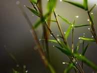Muốn kiếm nhiều tiền trong bất kỳ nghề gì cũng không bỏ qua bài học bán măng trúc cho người Nhật của ông chủ nhỏ này Muốn kiếm nhiều tiền trong bất kỳ nghề gì cũng không bỏ qua bài học bán măng trúc cho người Nhật của ông chủ nhỏ này