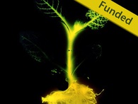 Số phận long đong của dự án cây phát sáng - Dự án đầu tiên và cuối cùng trên Kickstarter về biến đổi gien Số phận long đong của dự án cây phát sáng - Dự án đầu tiên và cuối cùng trên Kickstarter về biến đổi gien