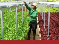 Trang trại rau hai tầng không cần đất ở Đà Lạt Trang trại rau hai tầng không cần đất ở Đà Lạt