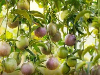 Chục năm kinh nghiệm xuất khẩu nhưng biên lợi nhuận của "ông trùm" chanh dây Nafoods chỉ bằng nửa so với HAGL Agrico Chục năm kinh nghiệm xuất khẩu nhưng biên lợi nhuận của "ông trùm" chanh dây Nafoods chỉ bằng nửa so với HAGL Agrico