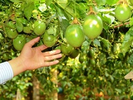Chuyện rớt giá và giấc mơ tỷ đô của chanh dây Chuyện rớt giá và giấc mơ tỷ đô của chanh dây