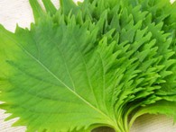 Lá chanh đi Tây thu triệu USD, tía tô sang Nhật đếm tiền tỷ Lá chanh đi Tây thu triệu USD, tía tô sang Nhật đếm tiền tỷ